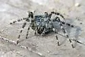 Barn Spider - photo 6