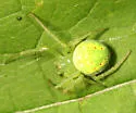 Araneus cingulatus