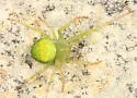 Araneus cingulatus - photo 2