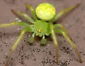 Araneus cingulatus - photo 4