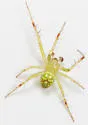 Araneus cingulatus - photo 5