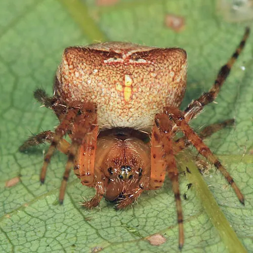 Humped bog orbweaver