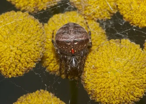 Humped bog orbweaver - photo 4