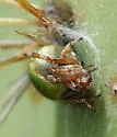 Araneus detrimentosus