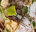 Araneus detrimentosus - photo 2