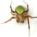Araneus detrimentosus - photo 3