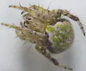 Araneus detrimentosus - photo 4