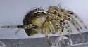 Araneus detrimentosus - photo 5