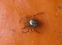 Araneus gadus - Araneus gadus