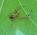 Araneus gadus - photo 2