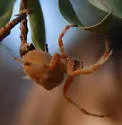 Araneus gemma - Araneus gemma