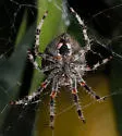 Araneus gemma - photo 2