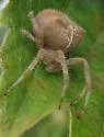 Araneus gemma - photo 3