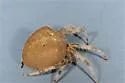 Araneus gemma - photo 4