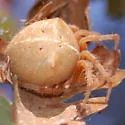 Araneus gemma - photo 5