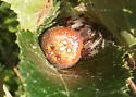 Araneus groenlandicola