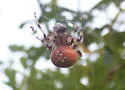 Araneus groenlandicola - photo 2
