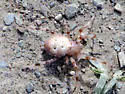 Araneus groenlandicola - photo 3