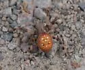 Araneus groenlandicola - photo 4