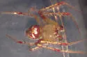 Araneus guttulatus