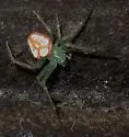 Araneus guttulatus - photo 2