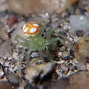 Araneus guttulatus - photo 3