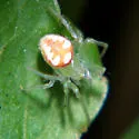 Araneus guttulatus - photo 4