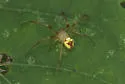 Araneus guttulatus - photo 5