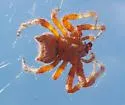 Araneus illaudatus