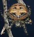 Araneus illaudatus - photo 2