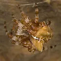 Araneus illaudatus - photo 3