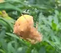 Araneus illaudatus - photo 4