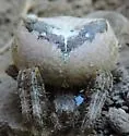 Araneus illaudatus - photo 5