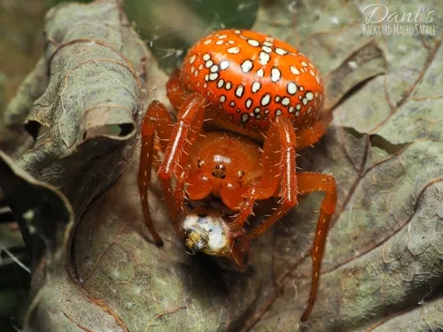 Araneus iviei - photo 3