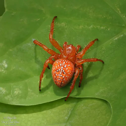 Araneus iviei - photo 4