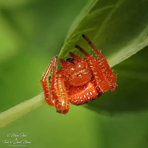 Araneus iviei - photo 5