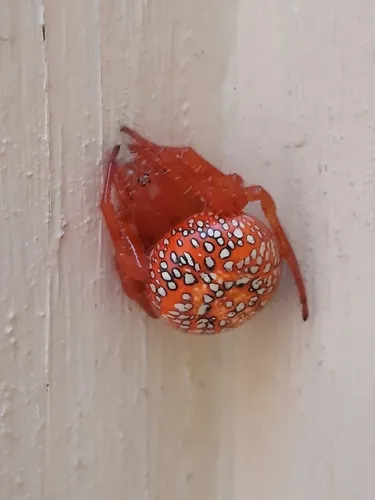 Araneus iviei - photo 6