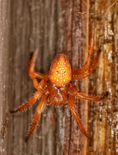 Araneus iviei - photo 7