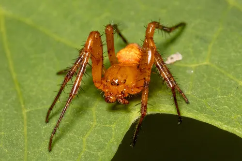 Araneus iviei - photo 8