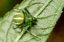 Araneus juniperi - Araneus juniperi