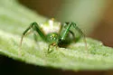 Araneus juniperi - photo 2