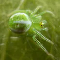 Araneus juniperi - photo 4