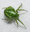 Araneus juniperi - photo 5
