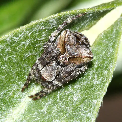 Araneus mammatus - photo 3