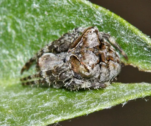Araneus mammatus - photo 4