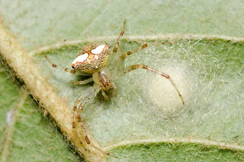 Black-spotted Orbweaver