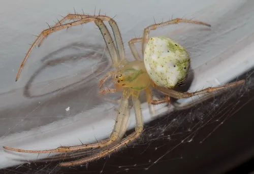 Black-spotted Orbweaver - photo 3