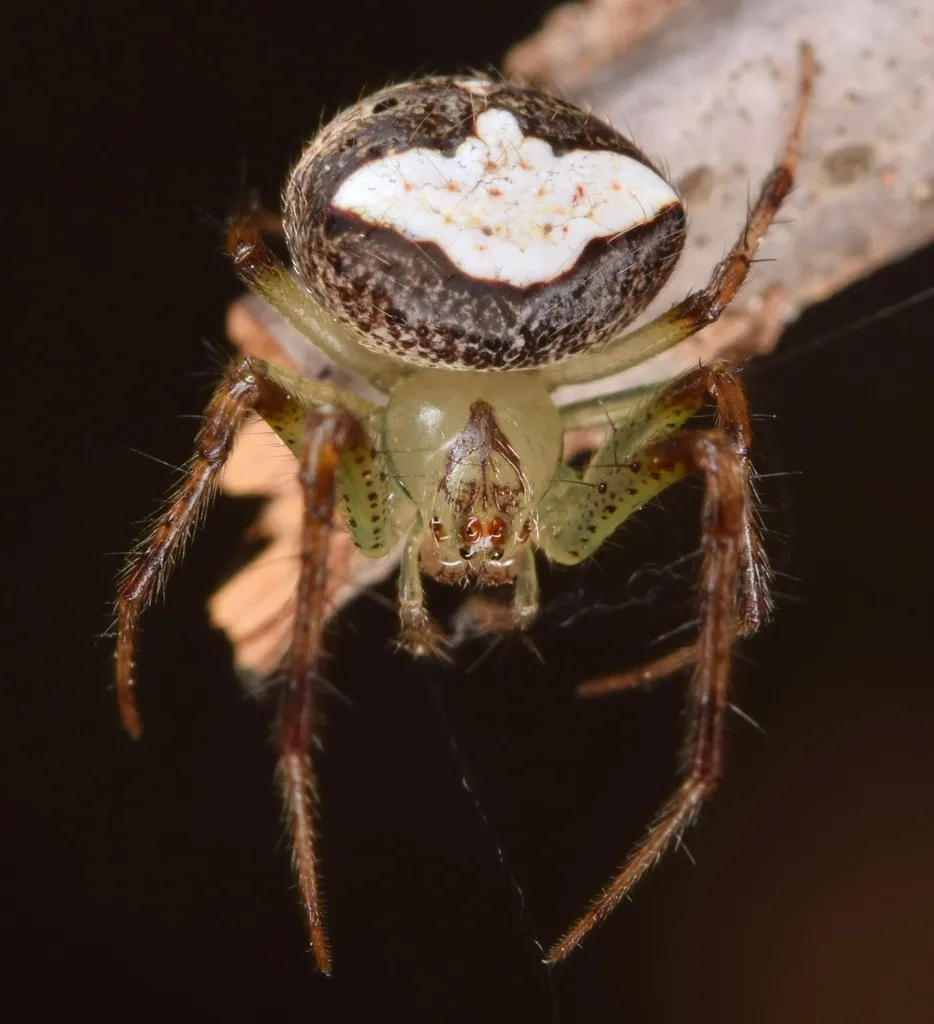 Black-spotted Orbweaver - photo 4