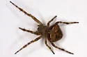 Araneus montereyensis