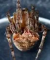 Araneus montereyensis - photo 2